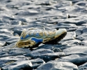 02_details_landlinien