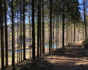 Auf-den-Hoehen-des-Ebbegebirge-20