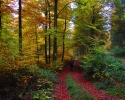Bloggerwanderung-Lahnhoehen-05