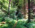 Felsenland-Sagenweg-Etappe4-11