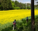 fraenkische2