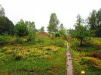 Heidschnuckenweg-Buchholz-Undeloh-09