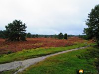 Heidschnuckenweg-Buchholz-Undeloh-13