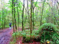 Heidschnuckenweg-Buchholz-Undeloh-15