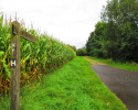 Heidschnuckenweg-Buchholz-Undeloh-14
