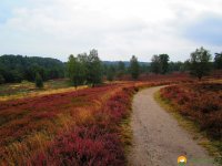 Heidschnuckenweg-Fischbek-Buchholz-03