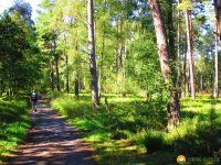 Heidschnuckenweg-Undeloh-Bispingen-04