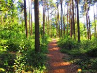 Heidschnuckenweg-Undeloh-Bispingen-17