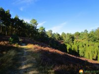 Heidschnuckenweg-Undeloh-Bispingen-19