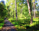 Heidschnuckenweg-Undeloh-Bispingen-04
