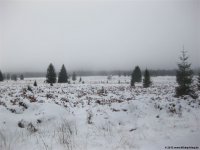 hohes_venn_18