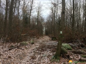 Huegelgrabwanderung-Odenwald-14