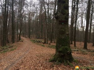 Huegelgrabwanderung-Odenwald-18