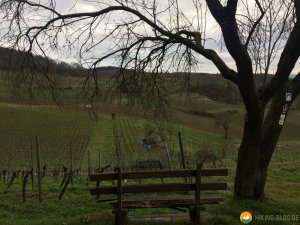Huegelgrabwanderung-Odenwald-20