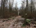 Huegelgrabwanderung-Odenwald-14