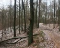 Huegelgrabwanderung-Odenwald-16