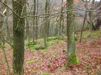 bloggerwanderung_kall_trail_westwall09