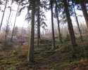 bloggerwanderung_kall_trail_westwall04