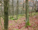 bloggerwanderung_kall_trail_westwall09