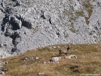 kleine_reibn_09