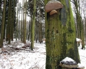 Nordhelle_Herveler_Bruch_14