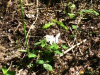 Papiertaschentuecher_01