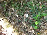 Papiertaschentuecher_02