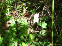 Papiertaschentuecher_04