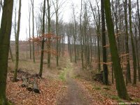 sauerland-waldroute02