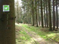 sauerland-waldroute09