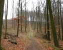 sauerland-waldroute02