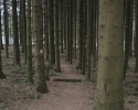 sauerland-waldroute06