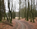 sauerland-waldroute08