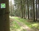 sauerland-waldroute09