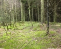 sauerland-waldroute10