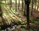 ederhoehenpfad_frankenberg_schmittlotheim13