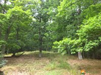 urwaldsteig_schmittlotheim_hemfurth10