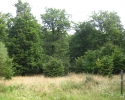 urwaldsteig_schmittlotheim_hemfurth05