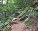 auf-dem-urwaldsteig_hemfurth_nieder-werbe14