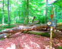 Walderlebnispfad-05