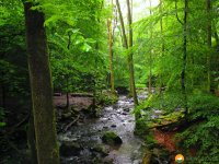 Wandermarathon-WesterWaldsteig-15