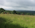 Wandermarathon-WesterWaldsteig-09