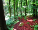 Wandermarathon-WesterWaldsteig-19