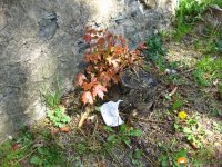 Papiertaschentuecher