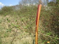 Wanderstab-Gemse-08