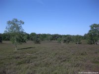 westruperheidehaard07
