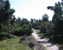 westruperheidehaard06