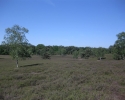 westruperheidehaard07