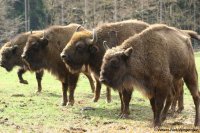 wisent_welt_wittgenstein_04