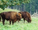 wisent_welt_wittgenstein_02